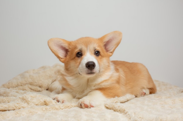 Un cucciolo di corgi sdraiato su una coltre bianca