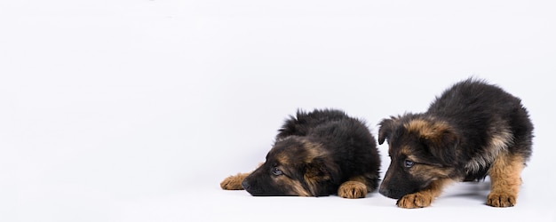 Un cucciolo di due pastori tedeschi su una priorità bassa bianca