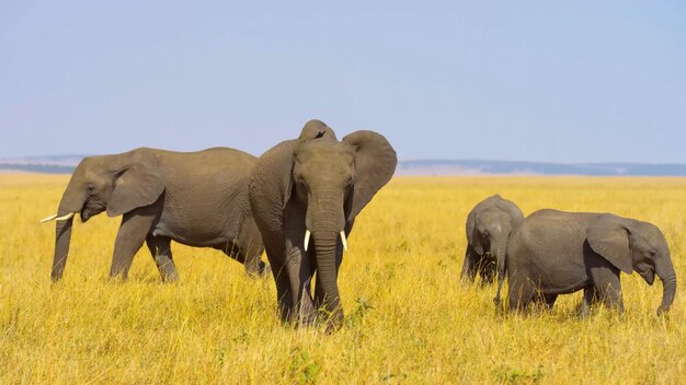 Un cucciolo di facocero cammina nel fango accanto a un elefante.