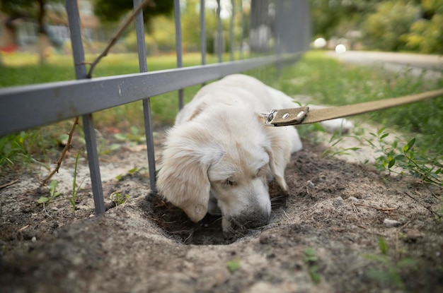 Un cucciolo di golden retriever di colore chiaro scava un buco nel terreno vicino al recinto.