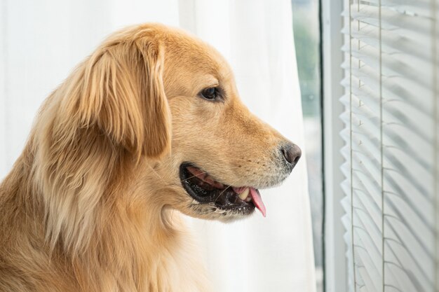 Un cucciolo di golden retriever è seduto su uno sfondo bianco e fissa qualcosa