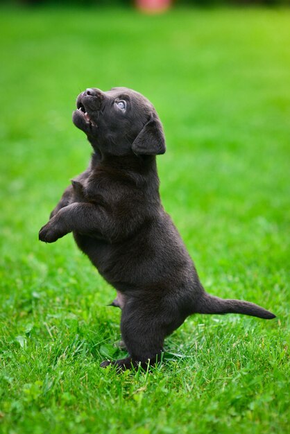 Un cucciolo di labrador marrone sta giocando a un cucciolo di labrador sull'erba verde