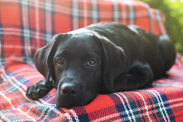 Un cucciolo di labrador retriever nero giace su un divano in giardino Ritratto di un cane di razza