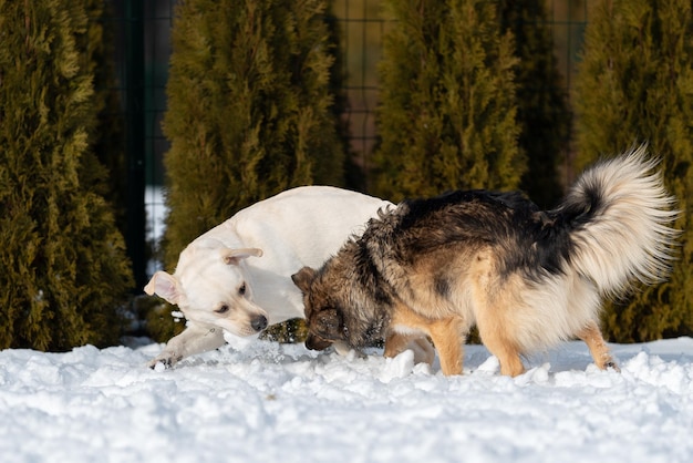 Un cucciolo di Labrador tiene tra i denti una grande palla di neve e un bastardo sta cercando di raggiungerlo