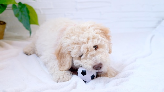 Un cucciolo di lagotto romagnolo carino e divertente che gioca con una palla