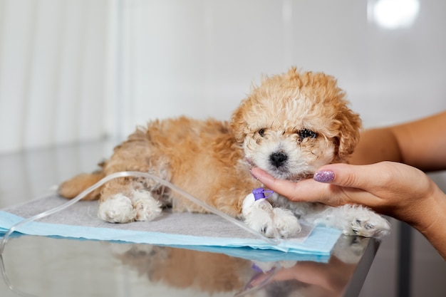 Un cucciolo di maltipoo malato giace su un tavolo in una clinica veterinaria con un catetere nella zampa