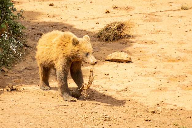 un cucciolo di orso che cammina nel parco naturale di Cabarceno in Spagna