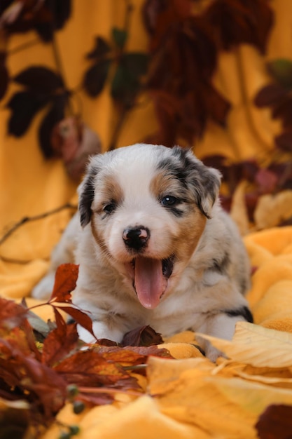 Un cucciolo di pastore australiano di un mese giace su una coperta gialla tra le foglie cadute autunnali rosse e luminose