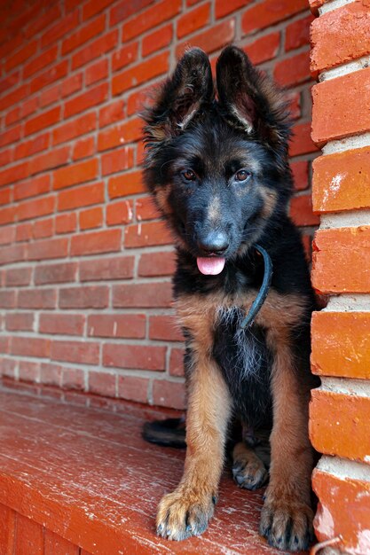 Un cucciolo di pastore tedesco sulla veranda vicino al muro