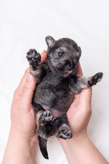 Un cucciolo di Schnauzer in miniatura cieco neonato sdraiato tra le braccia del medico Il cucciolo viene esaminato da un veterinario