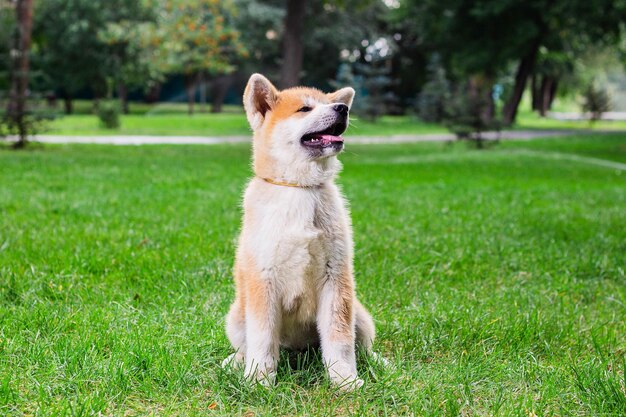 Un cucciolo di un cane giapponese purosangue Akita inu nel parco sull'erba verde