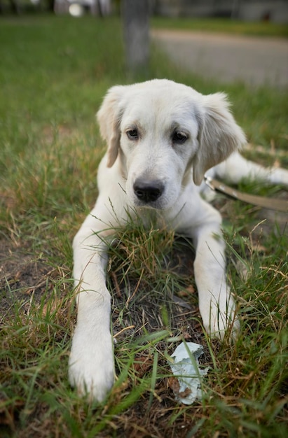 Un cucciolo di un golden retriever si trova su un prato in un parco in estate. un golden retriever nel parco