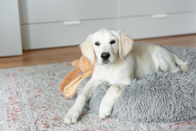 Un cucciolo di un golden retriever sta riposando in una cuccia