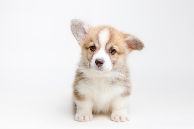 Un cucciolo di Welsh Corgi è isolato su uno sfondo bianco