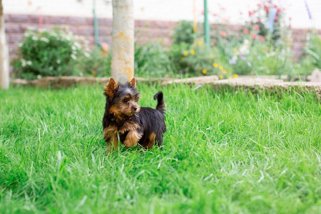 Un cucciolo di Yorkshire terrier è seduto sulla passeggiata sull'erba