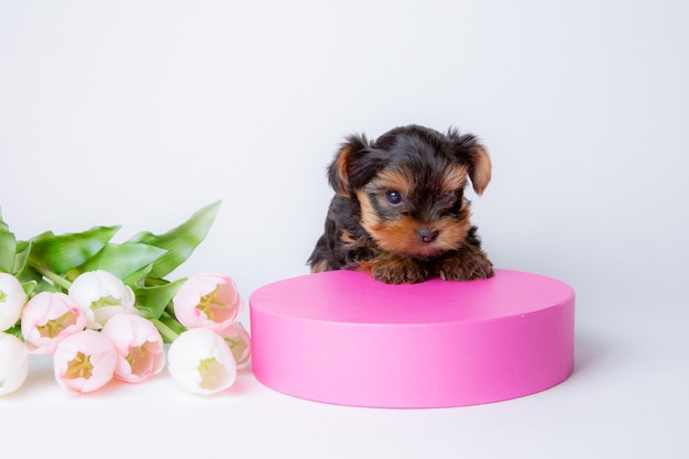 Un cucciolo di Yorkshire terrier si siede in una confezione regalo su sfondo bianco