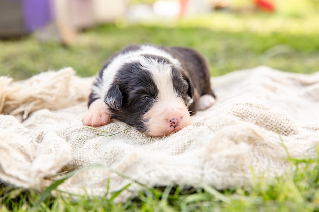 Un cucciolo è sdraiato su una coperta nell'erba.