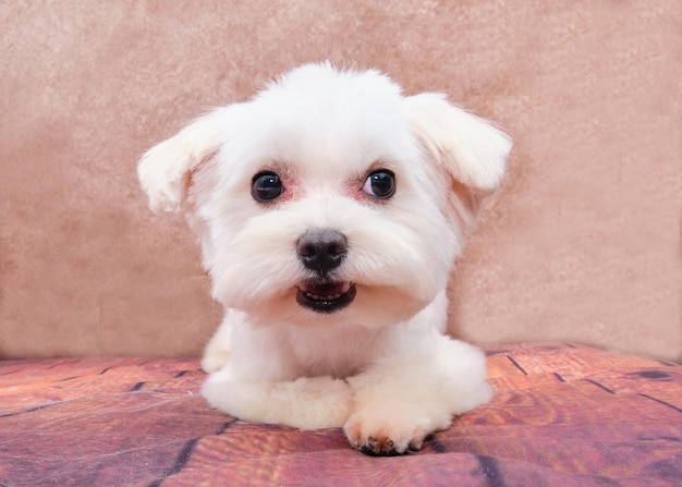 Un cucciolo maltese si trova dopo la toelettatura in un salone di bellezza per animali. Il concetto di bellezza per gli animali.