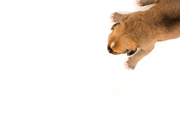 un cucciolo neonato sulla vista superiore del fondo bianco