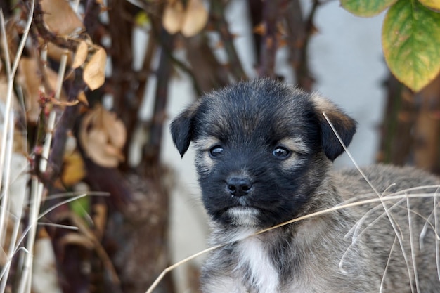 un cucciolo randagio carino nella natura