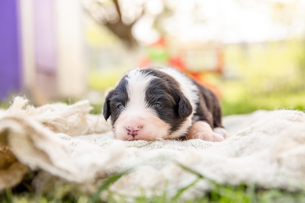 Un cucciolo sdraiato su una coperta nell'erba