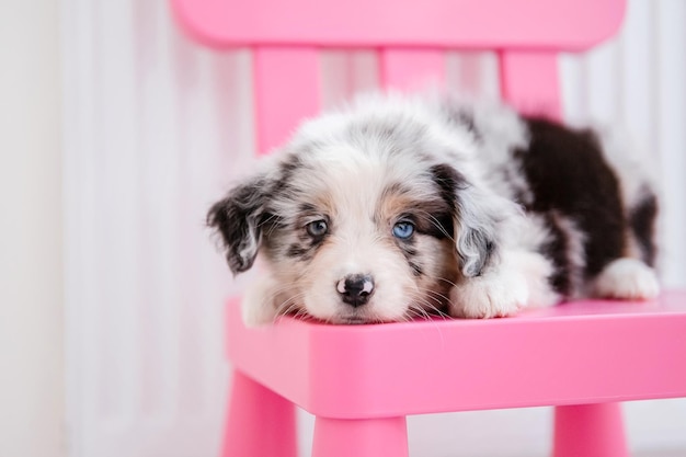 Un cucciolo si siede su una sedia rosa