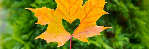 Un cuore in una foglia d'autunno su uno sfondo di prato. foglia d'arancio autunnale con un cuore intagliato