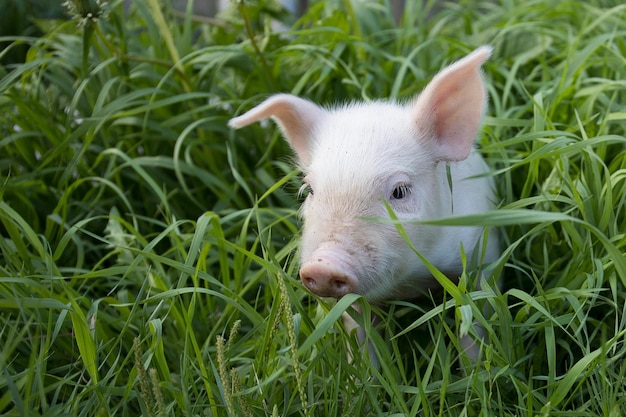 Un curioso maiale bianco carino cammina sull'erba verde e guarda la telecamera