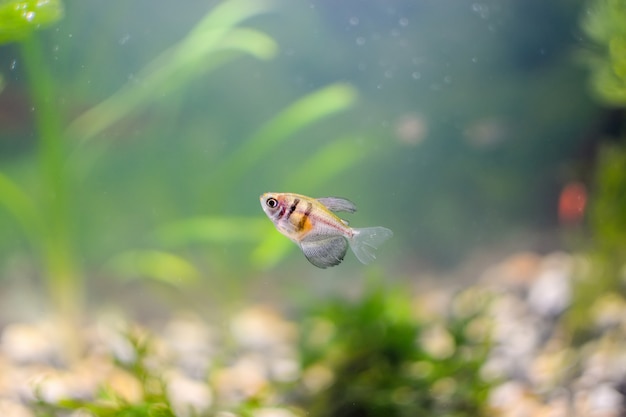 Un curioso piccolo pesce che nuota in un acquario.