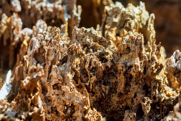 Un decadimento della corteccia dell'albero in decomposizione a causa del modello di trama delle termiti naturale