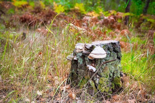 Un decrepito ceppo ai margini della foresta era ricoperto di muschio e funghi chaga di esca