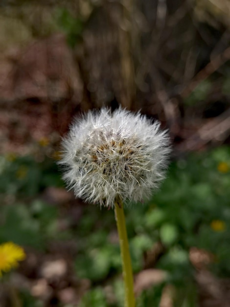 Un dente di leone che soffia nel vento