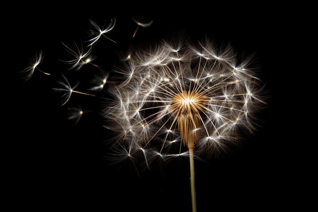 un dente di leone con le stelle sullo sfondo