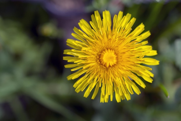 Un dente di leone giallo con un piccolo foro al centro.