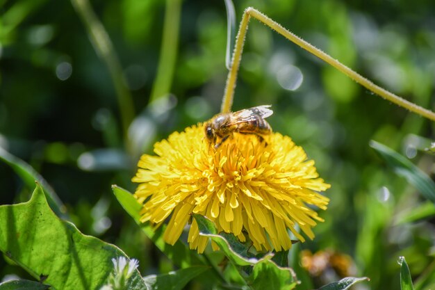 Un dente di leone giallo in un prato viene impollinato da un'ape