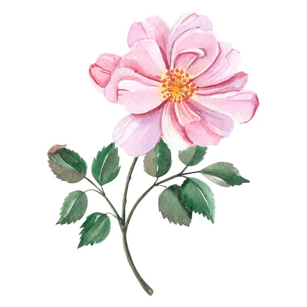 Un dipinto ad acquerello di un fiore con una rosa rosa.