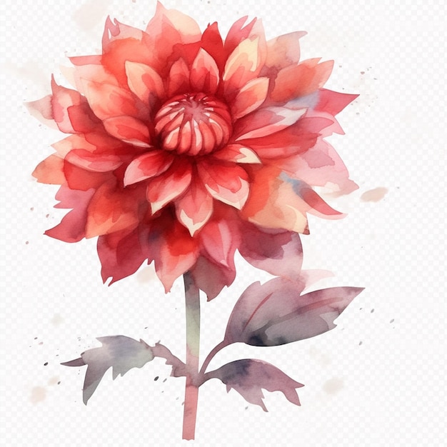 Un dipinto ad acquerello di un fiore rosso della dalia.
