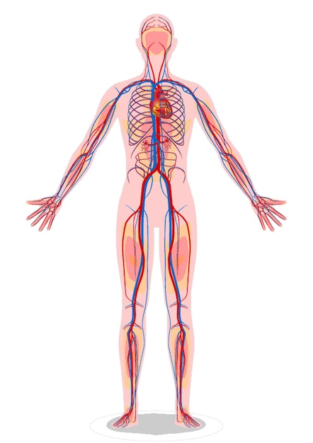 un disegno di un corpo umano con gli organi interni etichettati con il corpo etichettato anatomia umana