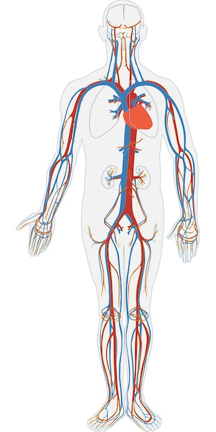 un disegno di un corpo umano con i vasi sanguigni su di esso