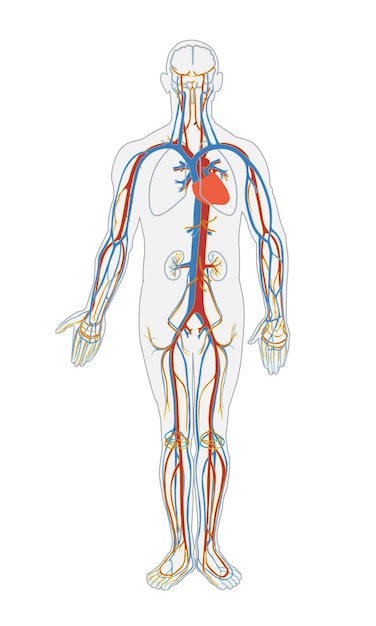 un disegno di un corpo umano con vasi sanguigni