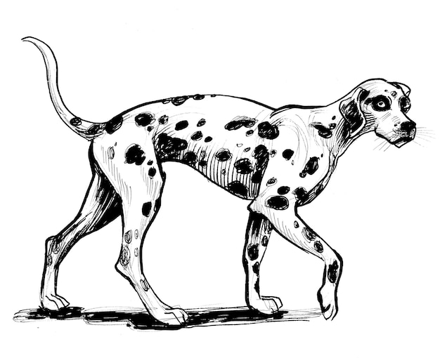 Un disegno in bianco e nero di un cane dalmata.