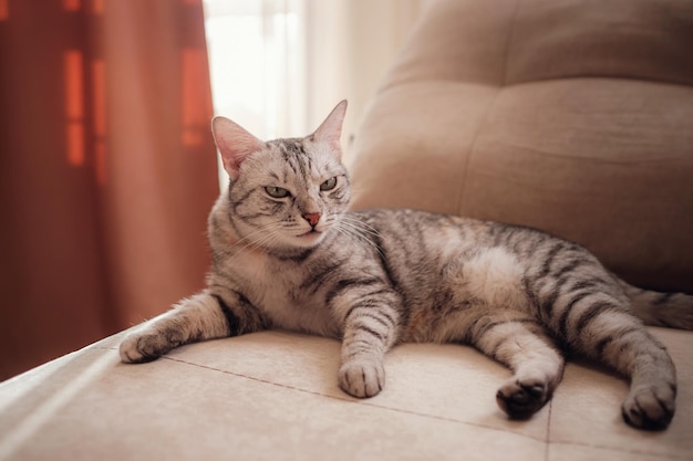 Un divertente gatto grigio riposa sul divano in una giornata di sole