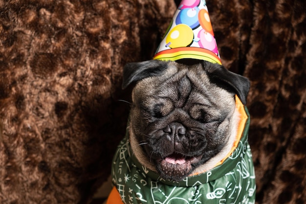 Un divertente pug ride festeggiando un compleanno un berretto festivo sulla sua testa posto per il testo