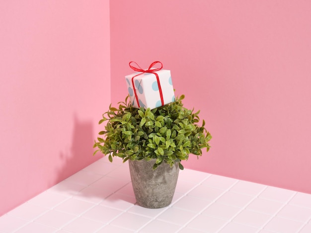 Un dono creativo con un arco luminoso giace su una pianta verde in un vaso di cemento