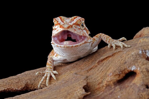 Un drago barbuto con la bocca aperta e la bocca aperta.