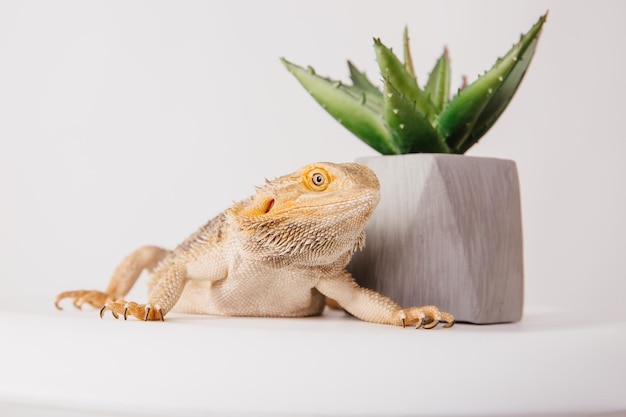 Un drago barbuto siede accanto a una pianta in vaso.