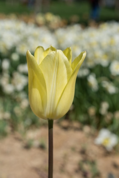 Un'eccezionale fioritura di tulipani colorati nel giardino primaverile