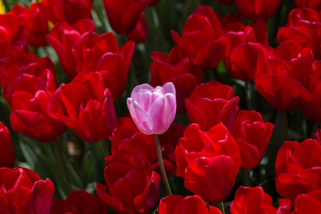 Un'eccezionale fioritura di tulipani colorati nel giardino primaverile