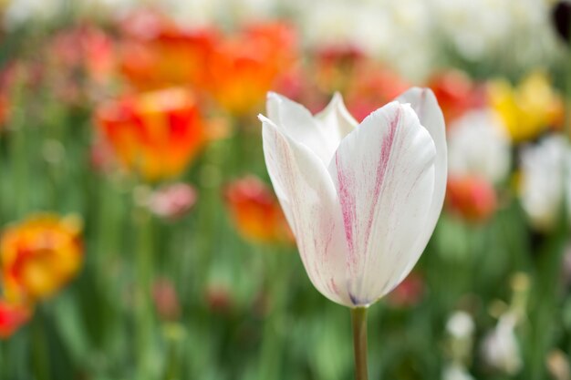 Un'eccezionale fioritura di tulipani colorati nel giardino primaverile