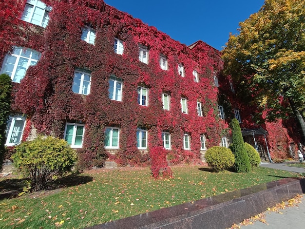 Un edificio con edera rossa e verde sul lato